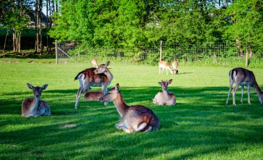 Çayırdaki vahşi geyik