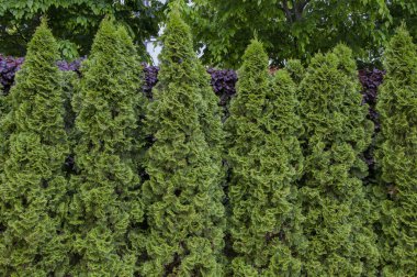 Thuja ağaçları veya Arborvitae. Görüntü fotoğrafını kapat