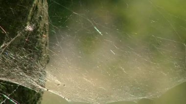 örümcek ağı