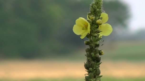 Flor amarilla . — Vídeos de Stock