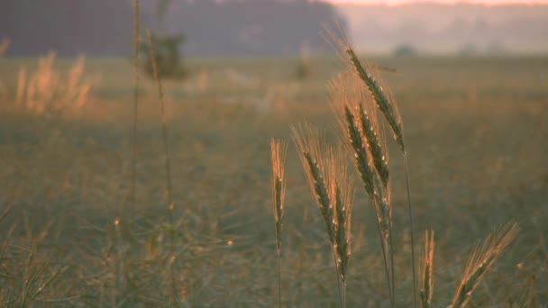 De eerste verschijning van het licht in de hemel voor zonsopgang — Stockvideo