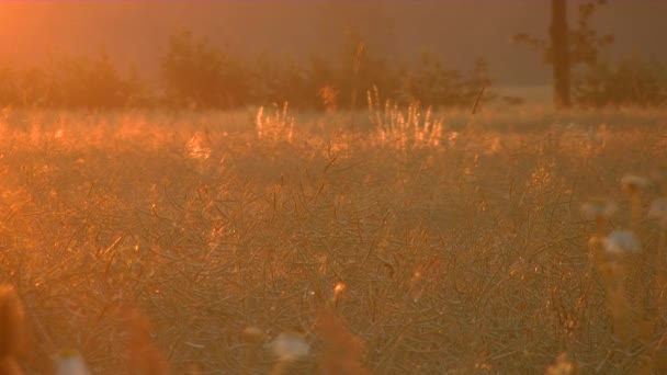 光在天空中的首次出现在日出之前 — 图库视频影像