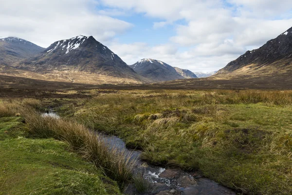 İskoç dağlık ve Heather — Stok fotoğraf