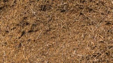 Zaman atlamalı karınca yuvası