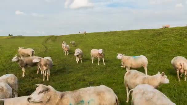 Овцы на дамбе — стоковое видео