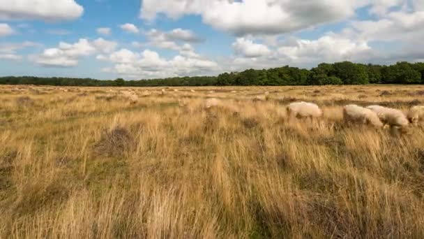 Временной промежуток овец на болотах — стоковое видео