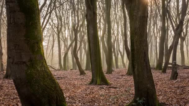 Caducidad del bosque matutino — Vídeos de Stock