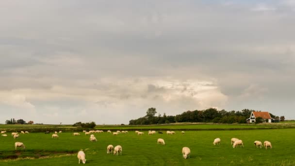 Texel, Hollanda'da koyun zaman atlamalı — Stok video