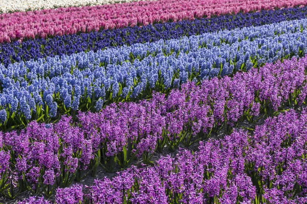 Purple and Blue Hyacinth Field Noord-Holland — Stock Photo, Image