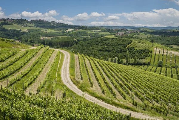 Ceretto Winery Vineyards in Alba District — Stock Photo, Image