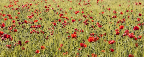 Poppys korn fältet — Stockfoto