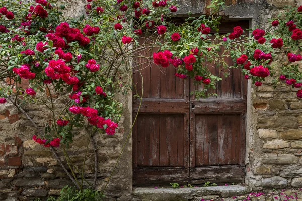 Rosas e porta velha em Mombaldone — Fotografia de Stock