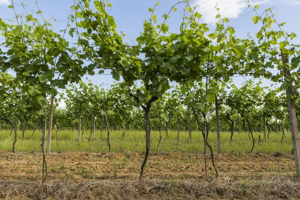 Vineyard at Borgo Impero, Piedmonte — Stock Photo, Image