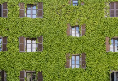 Neive evde asma ile kaplı