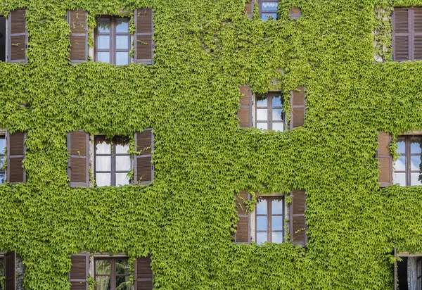 Huis in Neive bedekt met wijnstokken — Stockfoto