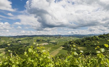 Castiglione Falletto, Barbaresco Piedmont bağlar 