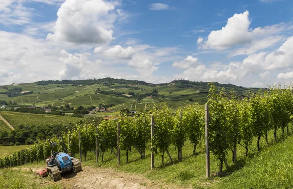 Vineyards of Barbaresco, Garbelletto Piedmont — Stock Photo, Image