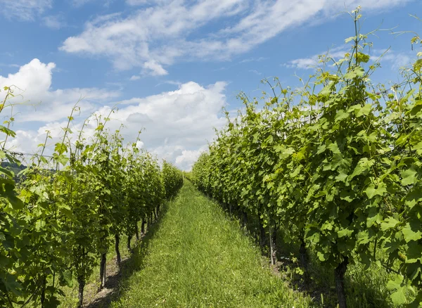 Vineyards of Garbelletto Piedmont — Stock Photo, Image