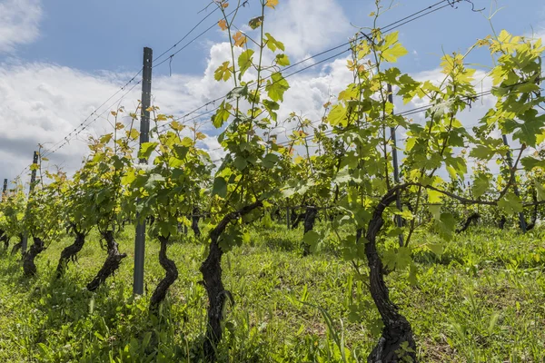 Vineyards of Garbelletto Piedmont, Italy — Stock Photo, Image