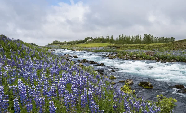 Flod i Sudurland, Island — Stockfoto