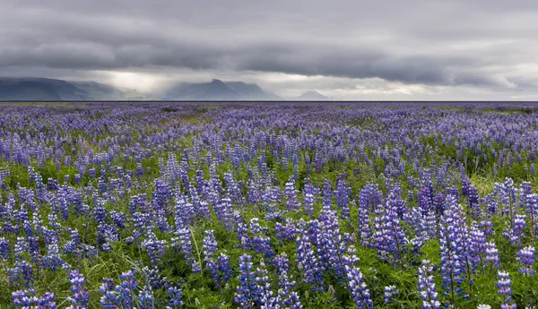 Lupine Field and Mountains — Stock Photo, Image