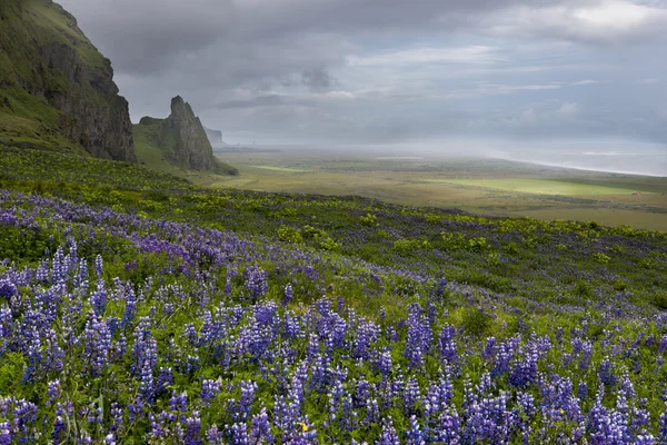 Lupine fältet, berg och hav på Vik — Stockfoto