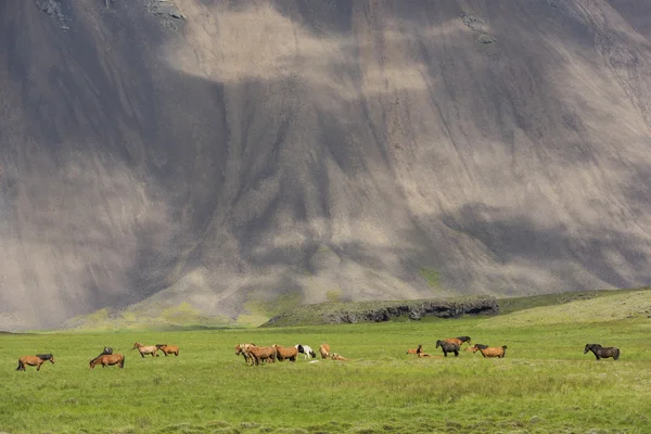 Muchos caballos y montañas islandeses — Foto de Stock