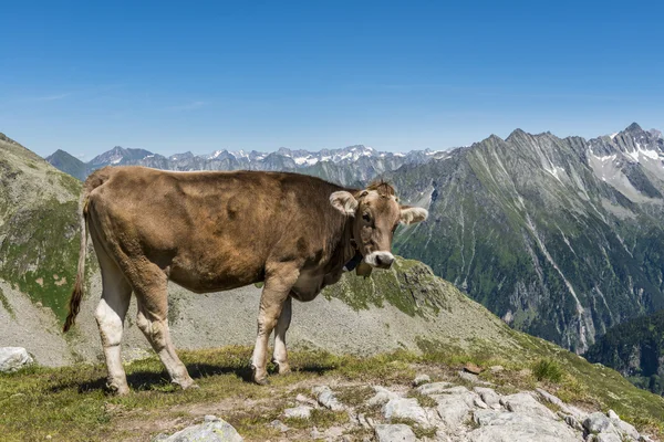 Montaña de vacas Austria —  Fotos de Stock