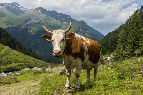 Cow in Austrian Mountains — Stock Photo, Image