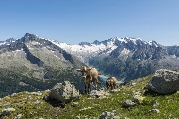 Lac de montagne des vaches Autriche — Photo