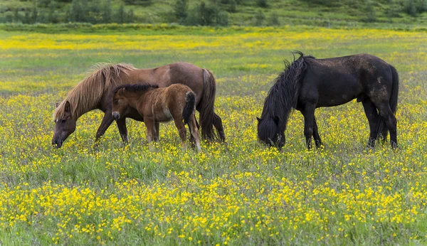 Три островных лошади в жёлтом медоу — стоковое фото