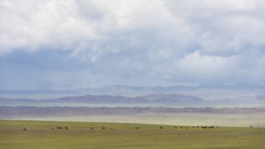 Çölde develer ve yazın Moğolistan bozkırlarında yağmur bulutları..