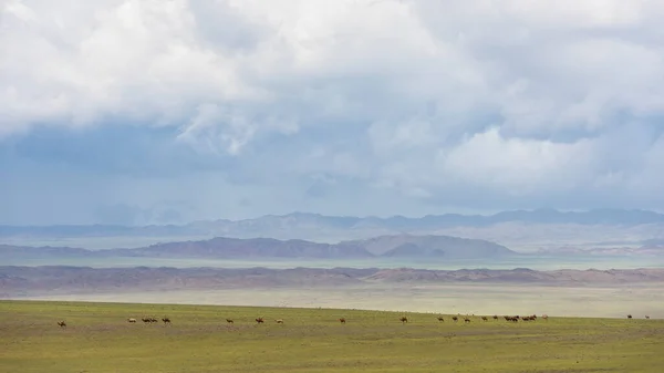 여름철에는 사막에 낙타와 비구름이 몽골의 대초원 — 스톡 사진