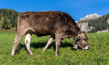 İtalya 'daki Dolomitler' de çan otlayan bir inek..