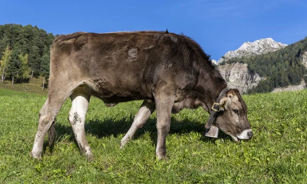 Vaca Con Campana Pastando Prado Los Dolomitas Italia —  Fotos de Stock