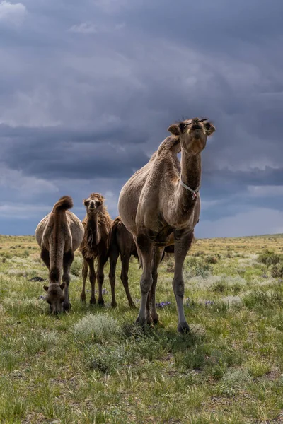Manada Camellos Estepa Mongolia Con Oscuras Nubes Lluvia Negra Cielo — Foto de Stock