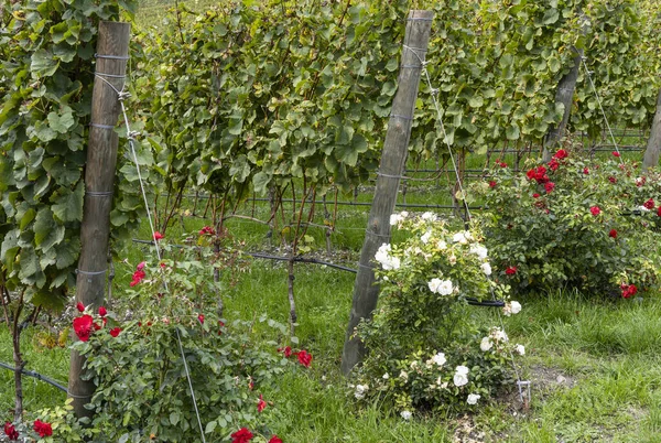 Vignes Dans Vignoble Aux Roses Blanches Rouges — Photo