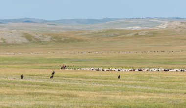 Baruuntunuun, Moğolistan - 8 Ağustos 2019: Moğolistan bozkırında keçi, çoban ve akbaba sürüleriyle göçebe hayatı.
