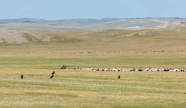 Baruuntunuun, Moğolistan - 8 Ağustos 2019: Moğolistan bozkırında keçi, çoban ve akbaba sürüleriyle göçebe hayatı.