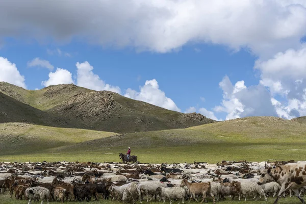 Baruuntunuun Mongólia 2019 Augusztus Színes Sztyeppe Sivatag Kecskecsordával Pásztorral Mongóliában — Stock Fotó