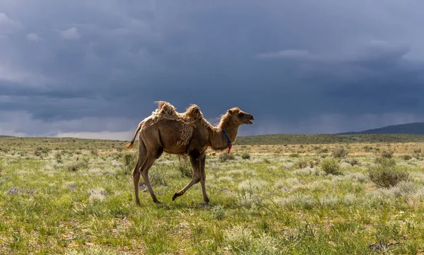 Camello Estepa Mongolia Con Oscuras Nubes Lluvia Negra Cielo — Foto de Stock