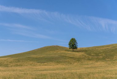 Moğolistan bozkırında yapayalnız bir ağaç..