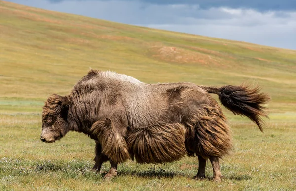 Bull Yaks Groene Steppe Van Mongolië Met Donkere Wolken — Stockfoto
