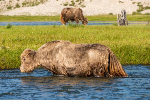 Yak Overtocht Een Wilde Rivier Steppe Van Mongolië Een Zomerse — Stockfoto
