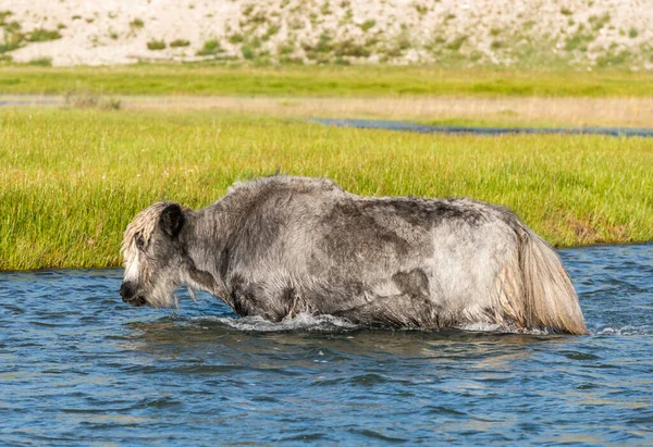 Yak Überquert Einem Sommertag Einen Wilden Fluss Der Steppe Der — Stockfoto