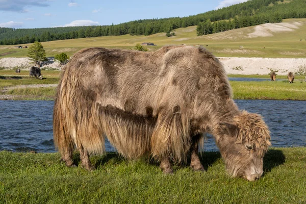 Yak Pastando Cerca Río Salvaje Estepa Mongolia Día Verano — Foto de Stock