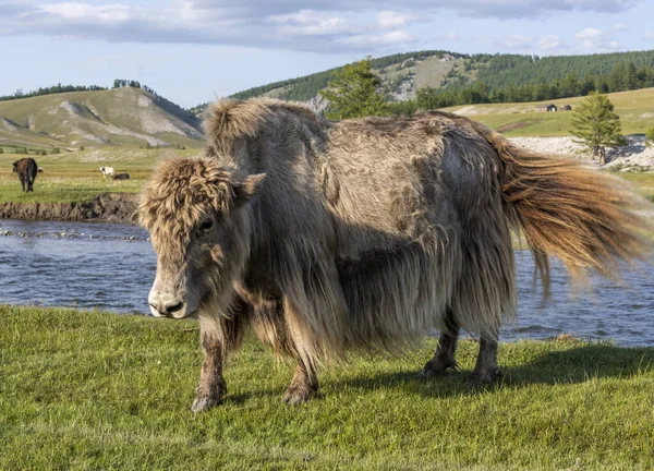 Yak Grazing Wild River Steppe Mongolia Summers Day — Stock Photo, Image