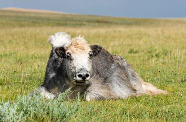 Pequeño Yak Vaca Acostado Estepa Verde Mongolia — Foto de Stock