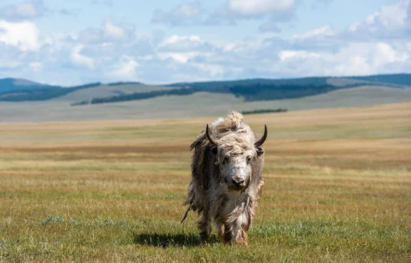 Pequeño Yak Vaca Estepa Verde Mongolia Con Viento — Foto de Stock