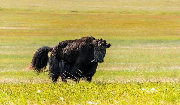 Kleiner Yak Kuh Auf Der Grünen Steppe Der Mongolei — Stockfoto